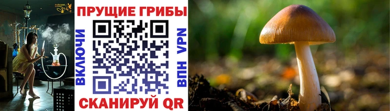 omg ссылка  Электроугли  Галлюциногенные грибы Cubensis 